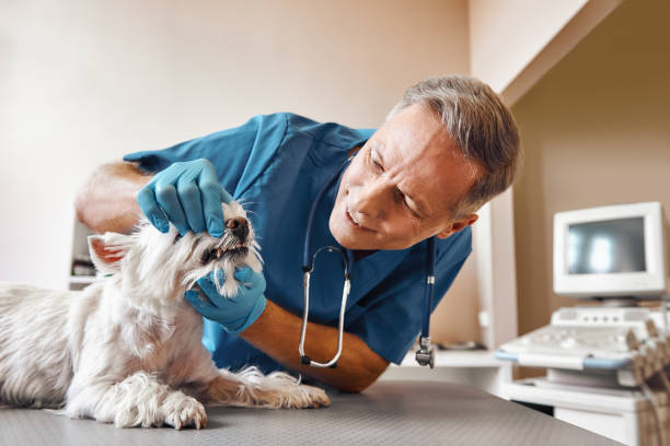 Best Emergency Dental Care for Trauma or Injury in Pegram, TN